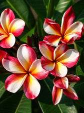 2011xb plumeria arctic star - 2011xb,