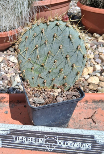 Opuntia chlorotica mohave - chlorotica,
