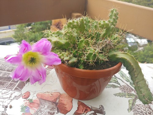 Echinocereus pentalophus - echinocereus,