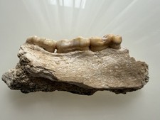 Orso delle caverne - ,, ursus
