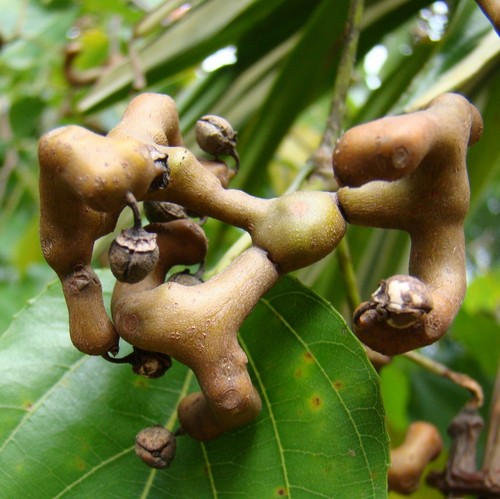Pianta hovenia dulcis foto - di,