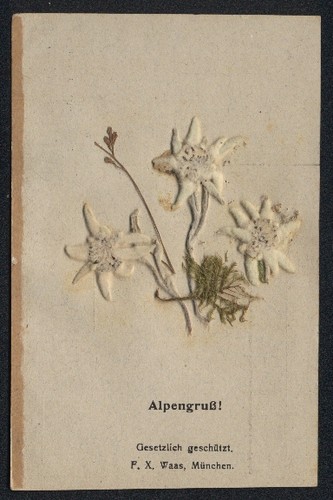 Cartolina fiori secchi
