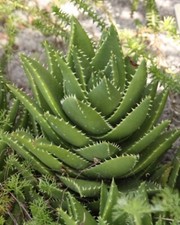 Big aloe mitriformis 40 cm - h,