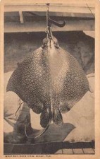 Miami Florida Whip Ray Back View Fishing Postcard AA5421