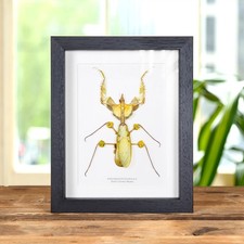 Taxidermy Devil's Flower