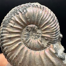 FOSSILE DI AMMONITE