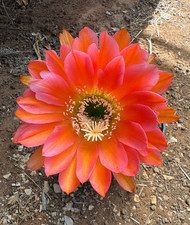 Cereus hybrid cactus - hybrid,