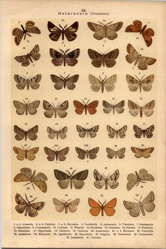 Lithographie schmetterlinge - -,