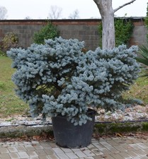 Abete blu pino argentato