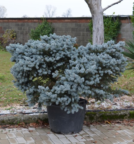 Abete blu pino - , argentato