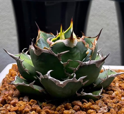 Raro cactus agave - 1, cm