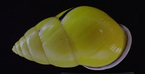 303 land snail - land, amphidromus