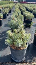 EUPHORBIA CHARACIAS WULFENII -