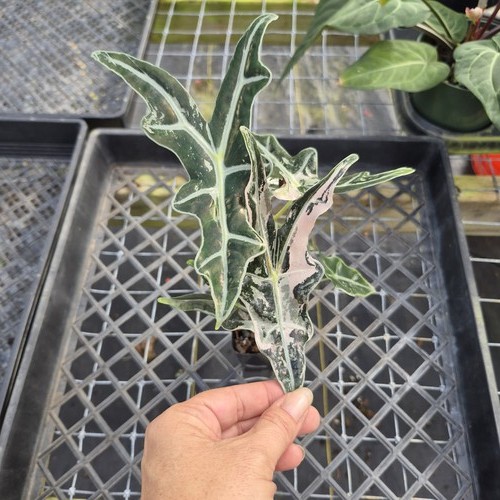 Alocasia nobilis pink