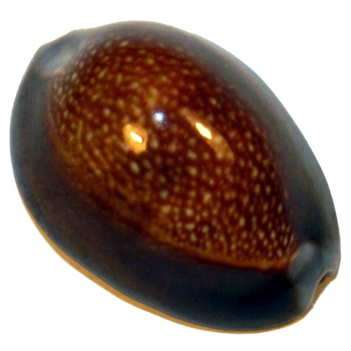 Cypraea caputdraconis 32 - caputdraconis,