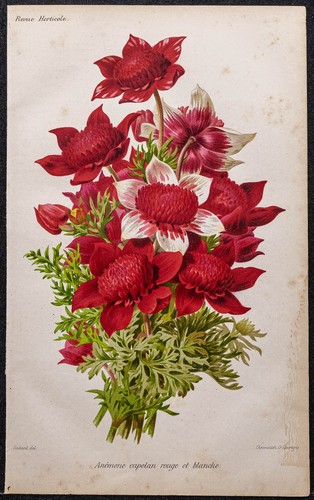 1887 anemone rosso - -, e