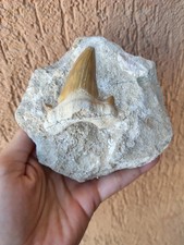 Fossili * GRANDE DENTE SQUALO SU MATRICE