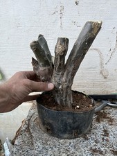 Bonsai plumeria mojito - mojito,, bianco