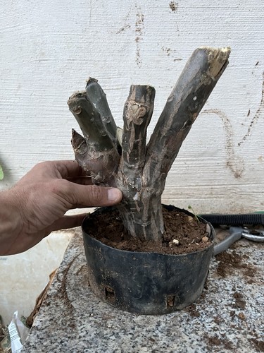 Bonsai plumeria mojito - mojito,, bianco