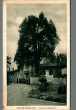 Varese Somma Lombardo cipresso Vi Bimillenario       F. piccolo spedita