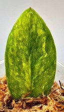 Zamioculcas Zamiifolia Aurea Variegata 