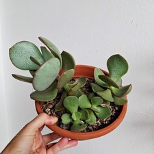 Crassula arborescens Silver