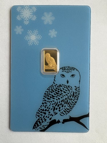 Snow owl gufo delle nevi - snow,