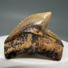 Cuvier Galeocerdo fossile