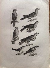 POIANA RAPACI incisione