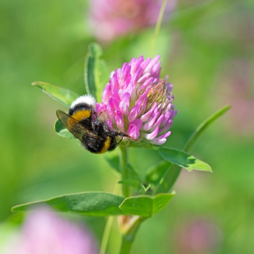 Trifoglio rosso trifolium - rosso, (trifolium