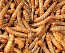 Camole della farina 100gr cibo vivo per rettili, anfibi, uccelli,piccoli anfibi