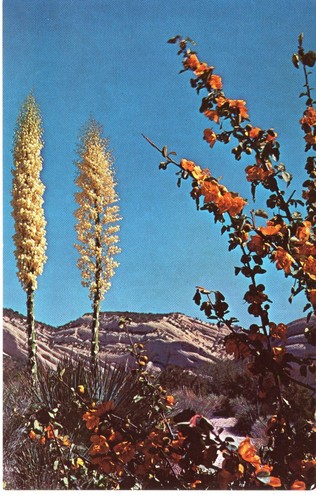 Yuccas fremontia bloom - &,