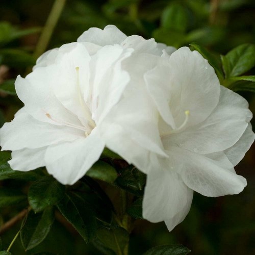 Moonlight azalea deciduous - moonlight~~azalea,