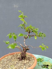 Bonsai olmo campestre 30x10cm - bonsai,
