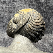 Fossile di Trilobite del