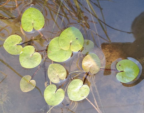 Morso rana hydrocharis - rana,