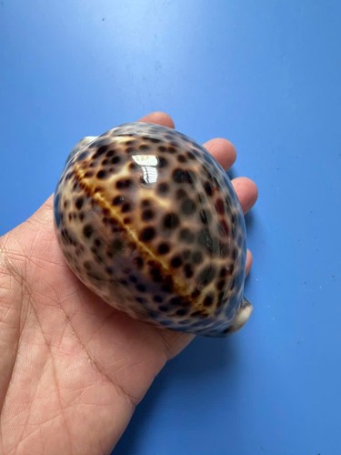 91mm cypraea tigris pardalis - cypraea,