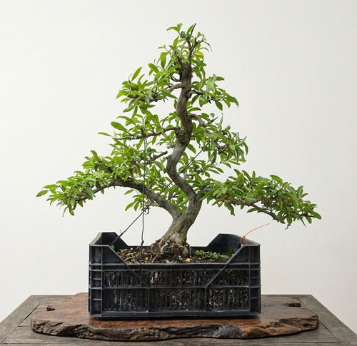 Bonsai melograno - bonsai,