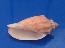 Conchiglia Shell Voluta CYMBIOLA COMPLEXA  mm 58,3  Australia