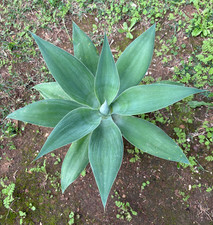 AGAVE ATTENUATA - PIANTA DA