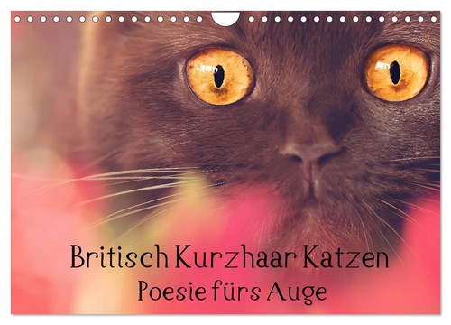 Britisch kurzhaar katzen - kurzhaar,