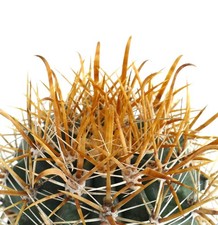 Ferocactus chrysacanthus