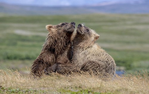 Brown bears alaska art - brown, by