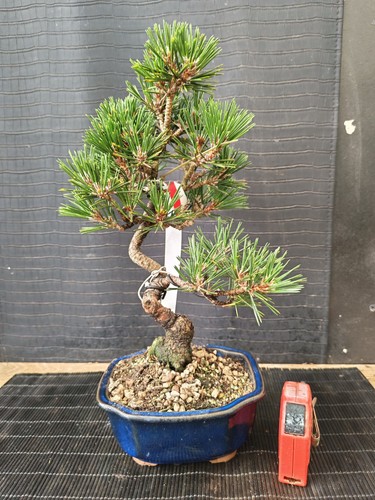 Bonsai pino nero tumbergii - pino,