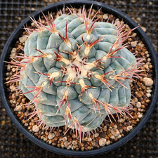 Thelocactus lloydii seeds - thelocactus,