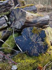 Photo 6x4 Hornbeam logs