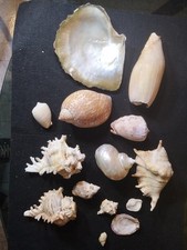 lotto conchiglie da collezione Medie E Piccole Cassis Rufa Tridacna Marmoratus 