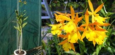 Epidendrum Orange Blaze