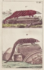 Pangolino Incisione In Rame Wilhelm 1800