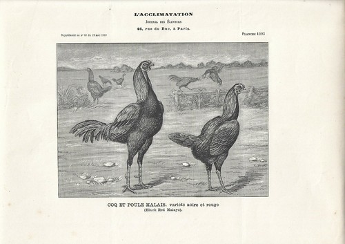 Stampa antica gallo gallina - stampa,